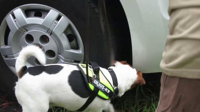 NOSEWORK 2015-11-05-done